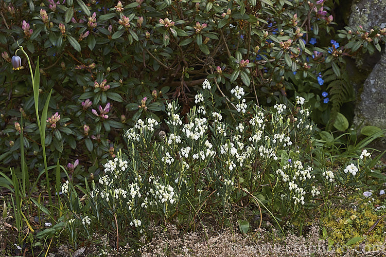 White-flowered Bog Rosemary (<i>Andromeda polifolia 'Alba'), a cultivar of a normally pink flowered small evergreen shrub that occurs naturally over much of Europe and south-central Russia. Order: Ericales, Family: Ericaceae