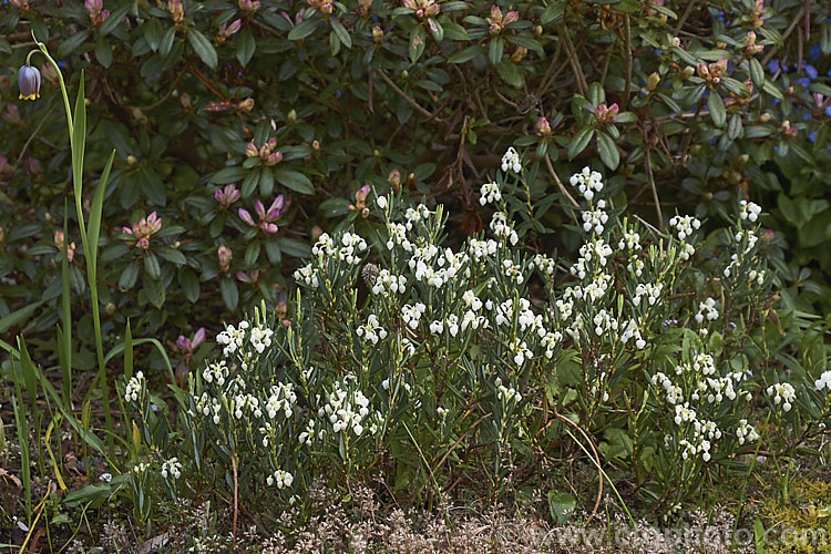 White-flowered Bog Rosemary (<i>Andromeda polifolia 'Alba'), a cultivar of a normally pink flowered small evergreen shrub that occurs naturally over much of Europe and south-central Russia. Order: Ericales, Family: Ericaceae