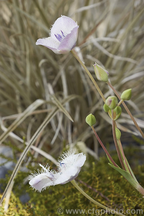 Tolmie. Star Tulip or Pussy. Ears (<i>Calochortus tolmiei</i>), a spring-flowering bulb native to the western United States from Washington state to California. calochortus-2627htm'>Calochortus. <a href='liliaceae-plant-family-photoshtml'>Liliaceae</a>.