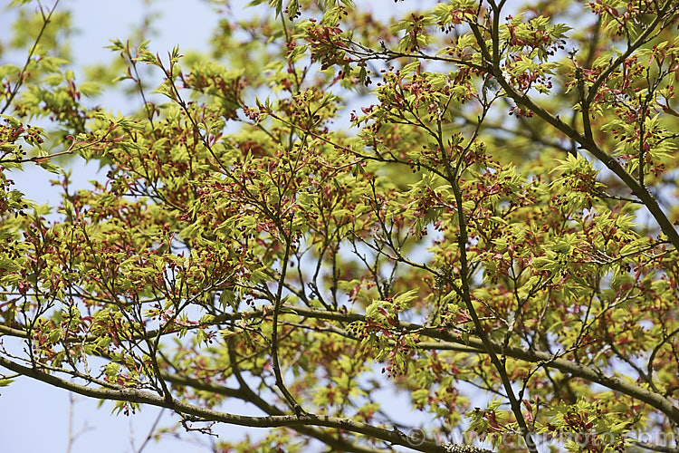 Japanese Maple (<i>Acer palmatum</i>) in flower. This widely cultivated 8m tall deciduous tree is native to Japan and Korea. There are many cultivated forms. Order: Sapindales, Family: Sapindaceae