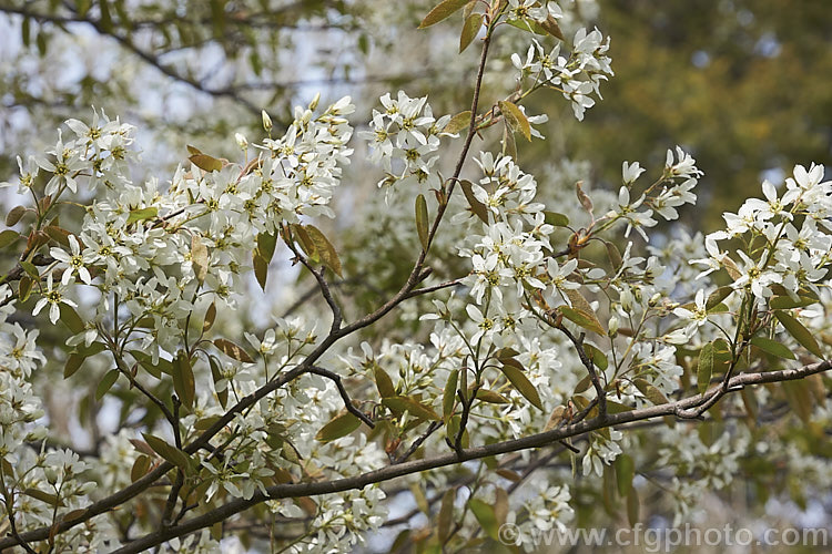 Amelanchier spicata, a spring-flowering deciduous shrub native to northeastern North America. It grows to around 2-4m tall and the flowers are followed by small purple-black fruit. Order: Rosales, Family: Rosaceae