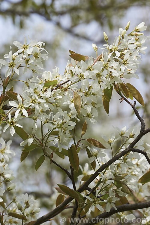 Amelanchier spicata, a spring-flowering deciduous shrub native to northeastern North America. It grows to around 2-4m tall and the flowers are followed by small purple-black fruit. Order: Rosales, Family: Rosaceae