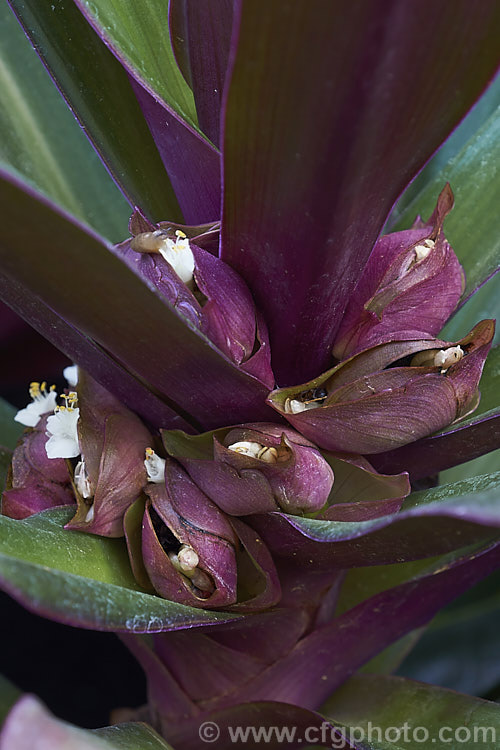 Cradle. Lily, Boat. Lily or Moses-in-his-cradle (<i>Tradescantia spathacea [syn. Rhoeo spathacea]), a strappy-leafed evergreen perennial native to Mexico and Central America. Usually grown as a house plant, it will tolerate light frosts. The common names comes form the receptacle that holds the small white flowers. tradescantia-3363htm'>Tradescantia. <a href='commelinaceae-plant-family-photoshtml'>Commelinaceae</a>.