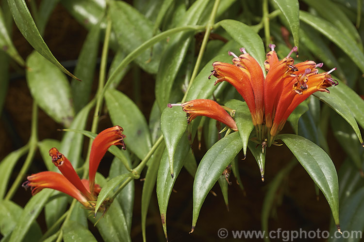 <i>Aeschynanthus hosseusii</i>, a laxly branched shrubby Thai evergreen that is often grown as a hanging basket plant. It flowers prolifically in warm humid conditions. Order: Lamiales, Family: Gesneriaceae