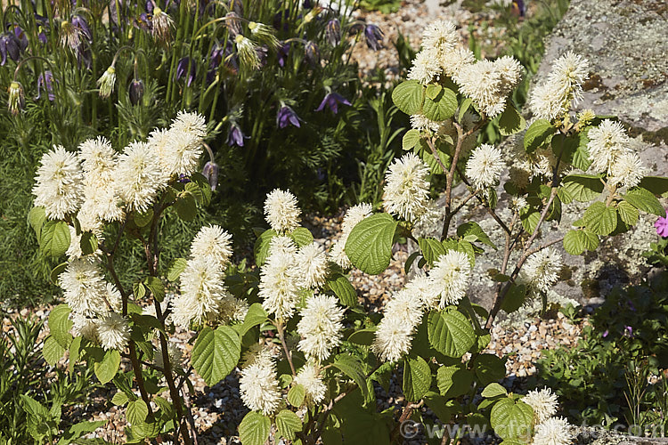 Fothergilla gardenii, a spring-flowering deciduous shrub native to the southeastern United States. It grows to around 3m tall, has toothed leaves to 65mm long and the flowers are mildly fragrant. fothergilla-2987htm'>Fothergilla. <a href='hamamelidaceae-plant-family-photoshtml'>Hamamelidaceae</a>.