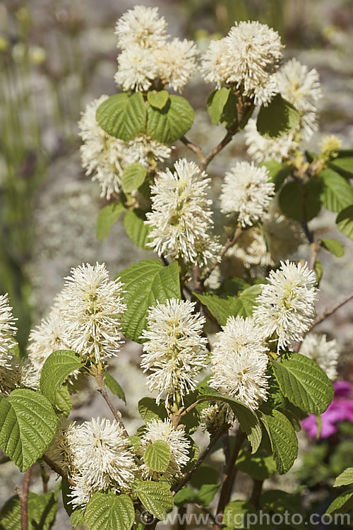 Fothergilla gardenii, a spring-flowering deciduous shrub native to the southeastern United States. It grows to around 3m tall, has toothed leaves to 65mm long and the flowers are mildly fragrant. fothergilla-2987htm'>Fothergilla. <a href='hamamelidaceae-plant-family-photoshtml'>Hamamelidaceae</a>.