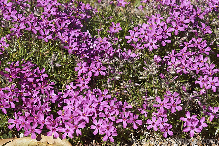 Phlox subulata 'Temiskaming', a bright pink-flowered cultivar of a mat or cushion-forming spring-flowering perennial native to the eastern United States. Order: Ericales, Family: Polemoniaceae