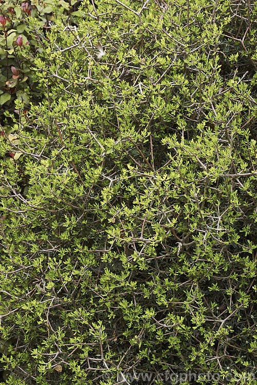 Pittosporum anomalum with bright green new spring foliage. This evergreen, spreading, divaricating, 1- 15m tall shrub is native to New Zealand. The juvenile foliage is often linear but broadens somewhat as the plant matures and is edged with shallow lobes. Its small, scented, white to cream flowers open in spring. Order: Apiales, Family: Pittosporaceae