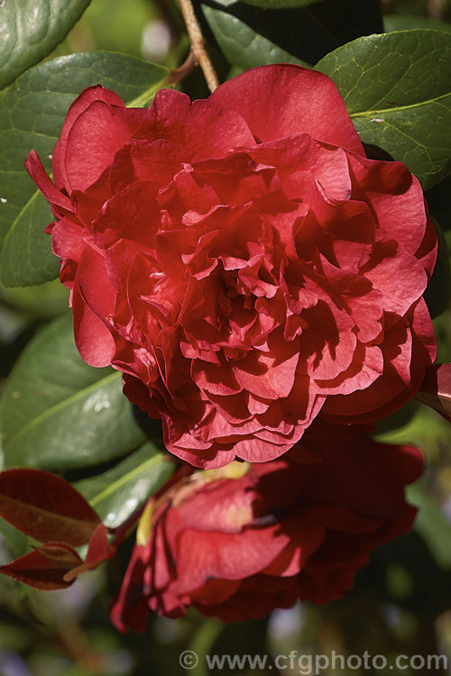 <i>Camellia</i> 'Les Jury', a x williamsii hybrid introduced in 1993 and bred by and named after the well-known New Zealand camellia hybridiser. This was Jury's last hybrid and is a neat bush with formal double flowers. Order: Ericales, Family: Theaceae