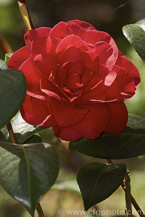 <i>Camellia</i> 'Les Jury', a x williamsii hybrid introduced in 1993 and bred by and named after the well-known New Zealand camellia hybridiser. This was Jury's last hybrid and is a neat bush with formal double flowers. Order: Ericales, Family: Theaceae