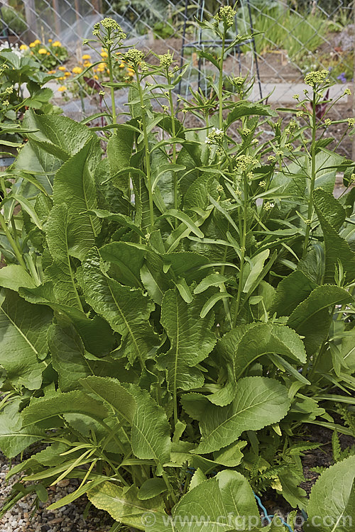 Horseradish or Red Cole (<i>Armoracia rusticana</i>), a Eurasian perennial herb of the mustard family (<i>Brassicaceae</i>) with strong-growing roots that are used to make a pungent sauce. armoracia-2363htm'>Armoracia. .