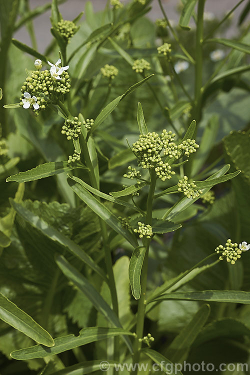 Horseradish or Red Cole (<i>Armoracia rusticana</i>), a Eurasian perennial herb of the mustard family (<i>Brassicaceae</i>) with strong-growing roots that are used to make a pungent sauce. armoracia-2363htm'>Armoracia. .