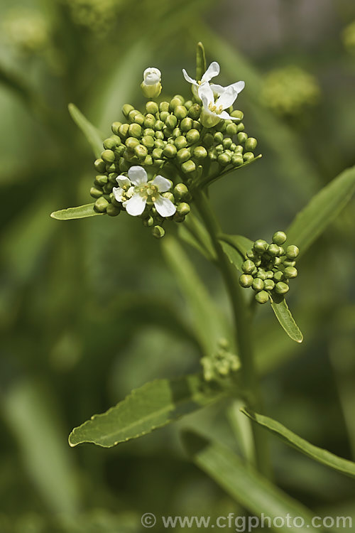 Horseradish or Red Cole (<i>Armoracia rusticana</i>), a Eurasian perennial herb of the mustard family (<i>Brassicaceae</i>) with strong-growing roots that are used to make a pungent sauce. armoracia-2363htm'>Armoracia. .