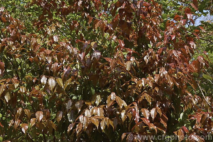 <i>Camellia yunnanensis</i> var. <i>camellioides</i>, a species from south-western China that is often seen as a shrub around 1.8m high, but which can eventually become tree-like and up to 7m tall Its flowers are large and have very conspicuous stamens. This natural variety differs from the species in only minor details, such as more variable foliage and downy ovaries. Order: Ericales, Family: Theaceae