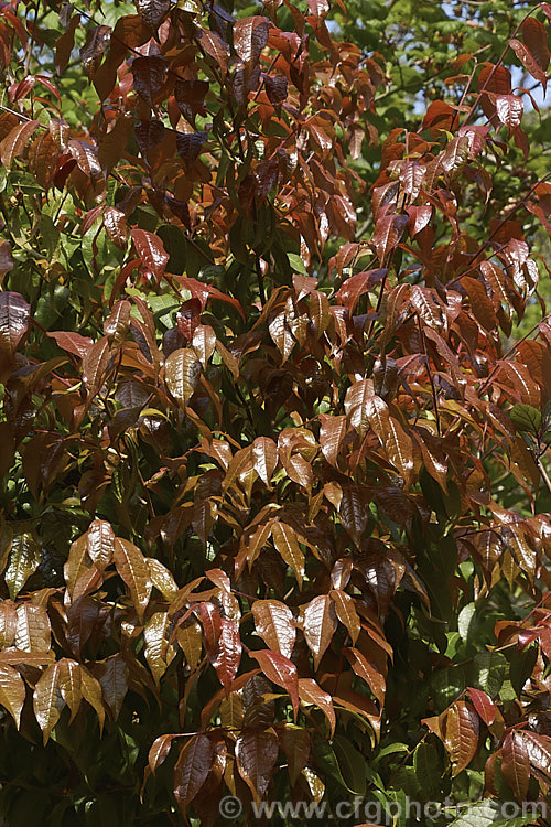 The bronze young foliage of <i>Camellia yunnanensis</i> var. <i>camellioides</i>, a species from south-western China that is often seen as a shrub around 1.8m high, but which can eventually become tree-like and up to 7m tall Its flowers are large and have very conspicuous stamens. This natural variety differs from the species in only minor details, such as more variable foliage and downy ovaries. Order: Ericales, Family: Theaceae