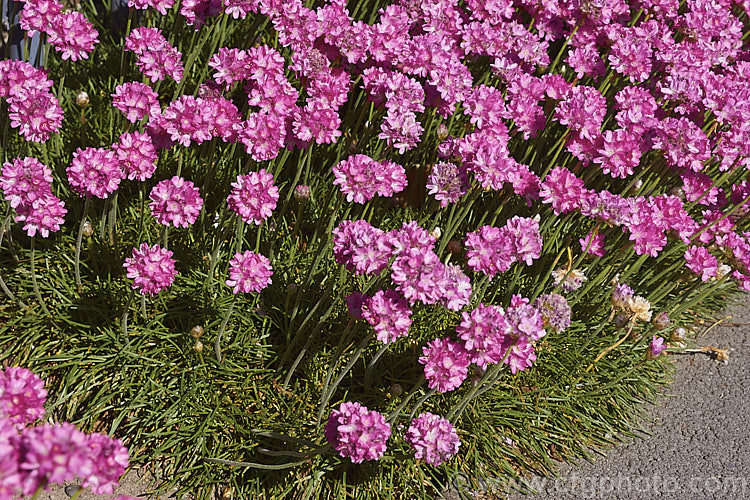 Armeria maritima 'Morning Star Deep. Rose', a deep pink-flowered cultivar of Thrift, an evergreen spring-flowering perennial or subshrub that occurs naturally over much of the temperate Northern Hemisphere. Order: Caryophyllales, Family: Plumbaginaceae