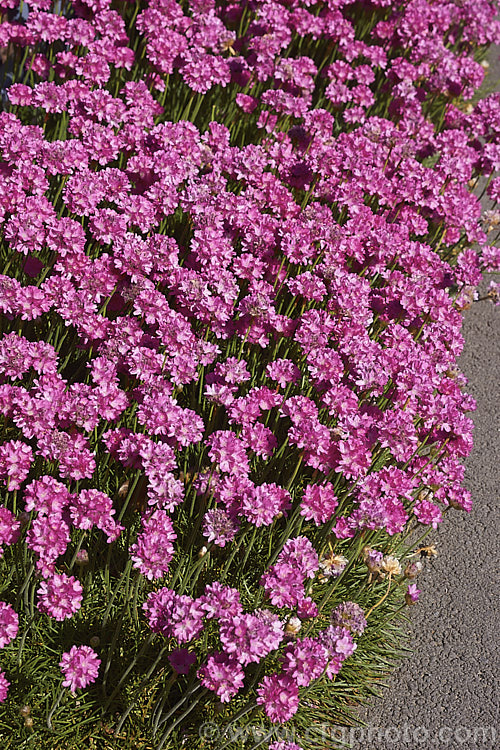 Armeria maritima 'Morning Star Deep. Rose', a deep pink-flowered cultivar of Thrift, an evergreen spring-flowering perennial or subshrub that occurs naturally over much of the temperate Northern Hemisphere. Order: Caryophyllales, Family: Plumbaginaceae