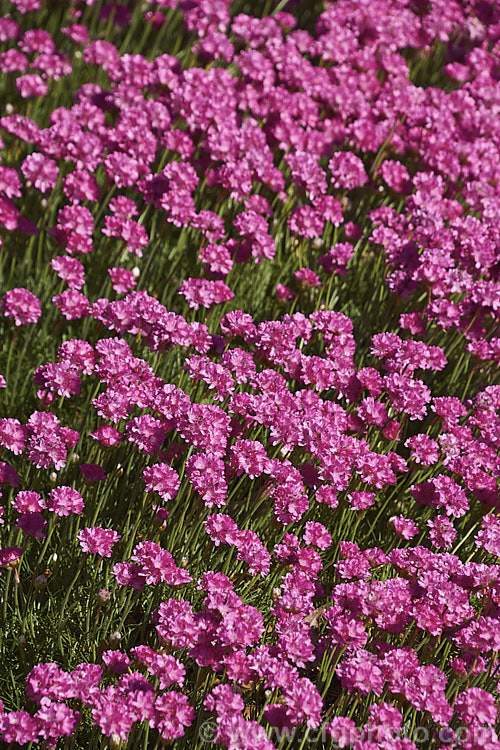 Armeria maritima 'Morning Star Deep. Rose', a deep pink-flowered cultivar of Thrift, an evergreen spring-flowering perennial or subshrub that occurs naturally over much of the temperate Northern Hemisphere. Order: Caryophyllales, Family: Plumbaginaceae