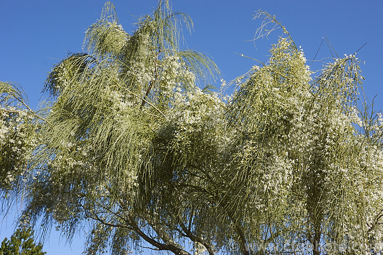 A pure white-flowered form of the Weeping Broom (<i>Carmichaelia stevensonii [syn. <i>Chordospartium stevensonii</i>]), a near-leafless summer-flowering shrub that occurs naturally in the Marlborough region of the South Island of New Zealand It has an attractive weeping growth habit and can reach 6m tall but is usually considerably smaller. Order: Fabales, Family: Fabaceae