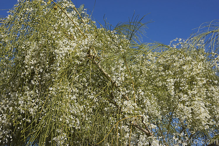 A pure white-flowered form of the Weeping Broom (<i>Carmichaelia stevensonii [syn. <i>Chordospartium stevensonii</i>]), a near-leafless summer-flowering shrub that occurs naturally in the Marlborough region of the South Island of New Zealand It has an attractive weeping growth habit and can reach 6m tall but is usually considerably smaller. Order: Fabales, Family: Fabaceae