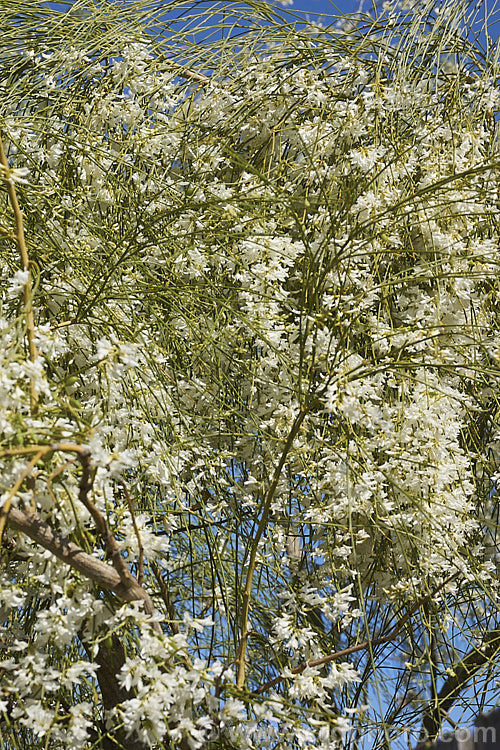 A pure white-flowered form of the Weeping Broom (<i>Carmichaelia stevensonii [syn. <i>Chordospartium stevensonii</i>]), a near-leafless summer-flowering shrub that occurs naturally in the Marlborough region of the South Island of New Zealand It has an attractive weeping growth habit and can reach 6m tall but is usually considerably smaller. Order: Fabales, Family: Fabaceae