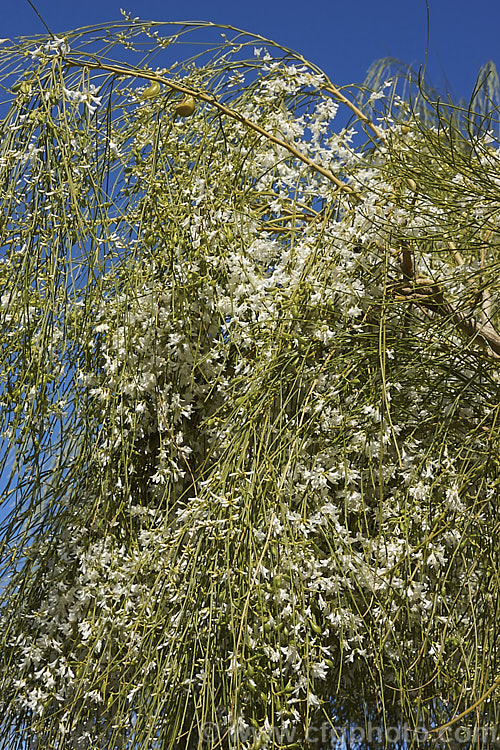 A pure white-flowered form of the Weeping Broom (<i>Carmichaelia stevensonii [syn. <i>Chordospartium stevensonii</i>]), a near-leafless summer-flowering shrub that occurs naturally in the Marlborough region of the South Island of New Zealand It has an attractive weeping growth habit and can reach 6m tall but is usually considerably smaller. Order: Fabales, Family: Fabaceae