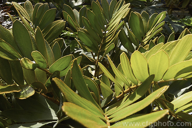 Cardboard Palm or Cardboard Cycad (<i>Zamia furfuracea</i>), a compact cycad native to eastern Mexico. It develops a trunk up to 12m tall with a head of stiff foliage up to 2m across. Female plants produce conspicuous seeds cones while males have clusters of smaller pollen cones. Order: Cycadales, Family: Zamiaceae