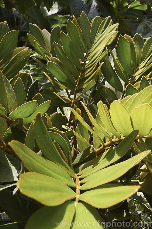 Cardboard Palm or Cardboard Cycad (<i>Zamia furfuracea</i>), a compact cycad native to eastern Mexico. It develops a trunk up to 12m tall with a head of stiff foliage up to 2m across. Female plants produce conspicuous seeds cones while males have clusters of smaller pollen cones. Order: Cycadales, Family: Zamiaceae