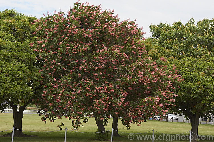 Pink-flowered Horse Chestnut (<i>Aesculus x carnea</i> [<i>Aesculus hippocastanum</i> x <i>Aesculus pavia</i>]) in flower, with a carpet of fallen petals. This deep pink-flowered hybrid horse chestnut is a 15-25m tall deciduous tree widely cultivated as a specimen or street tree. Order Sapindales, Family: Sapindaceae