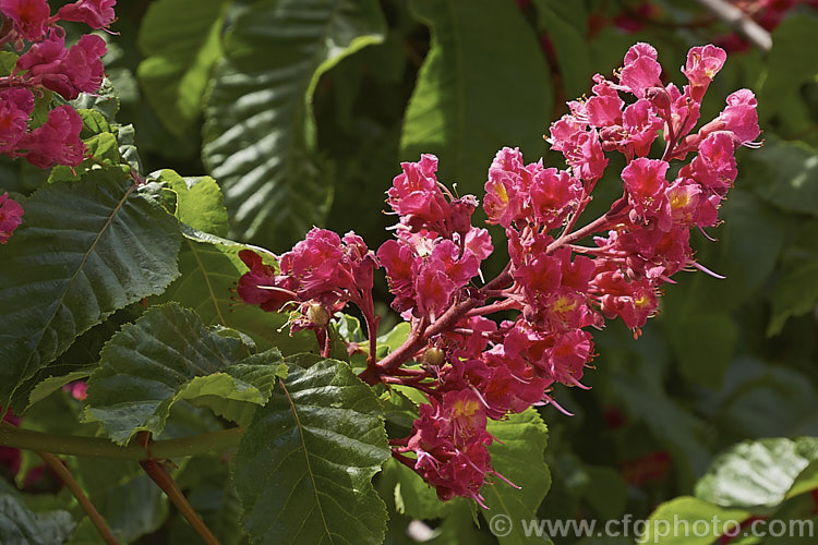 Aesculus x carnea 'Briotii' (<i>Aesculus hippocastanum x Aesculus pavia</i>). The darkest-flowered and most popular cultivar of this cross, it is a 15-25m tall deciduous tree widely cultivated as a specimen or street tree. Order Sapindales, Family: Sapindaceae