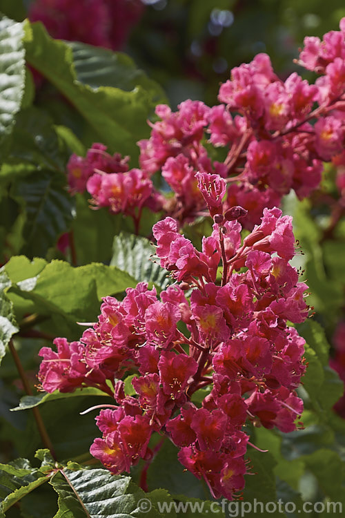 Aesculus x carnea 'Briotii' (<i>Aesculus hippocastanum x Aesculus pavia</i>). The darkest-flowered and most popular cultivar of this cross, it is a 15-25m tall deciduous tree widely cultivated as a specimen or street tree. Order Sapindales, Family: Sapindaceae