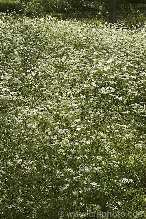 Cow. Parsley (<i>Anthriscus sylvestris</i>), a woodland annual or short-lived perennial usually seen growing as a roadside weed. Originally native to Europe, western Asia and North Africa, it has now naturalised in many temperate areas. It is seldom a serious weed of cultivated ground. anthriscus-2194htm'>Anthriscus.