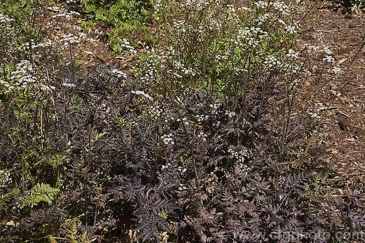 Anthriscus sylvestris 'Ravenswing', a deep purple-bronze foliage cultivar of Cow. Parsley, a woodland annual or short-lived perennial usually seen growing as a roadside weed. anthriscus-2194htm'>Anthriscus.