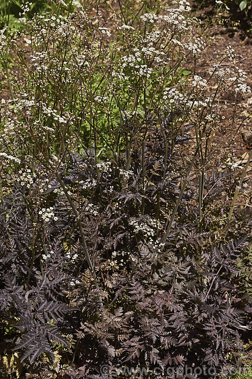 Anthriscus sylvestris 'Ravenswing', a deep purple-bronze foliage cultivar of Cow. Parsley, a woodland annual or short-lived perennial usually seen growing as a roadside weed. anthriscus-2194htm'>Anthriscus.