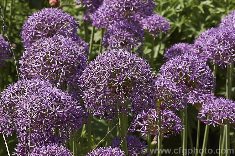 Star of Persia (<i>Allium christophii</i>), a spring-flowering bulb with sturdy flower stems up to 60cm high. It is native to Iran, Turkey and central Asia. allium-2045htm'>Allium.