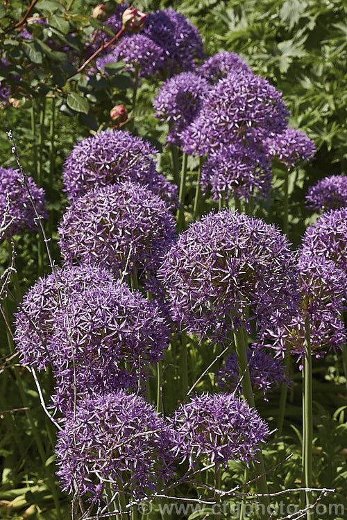 Star of Persia (<i>Allium christophii</i>), a spring-flowering bulb with sturdy flower stems up to 60cm high. It is native to Iran, Turkey and central Asia. allium-2045htm'>Allium.