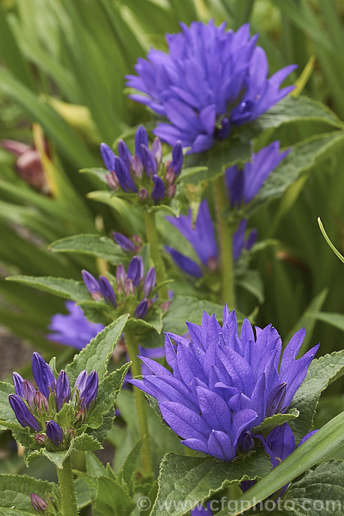 Clustered Bellflower (<i>Campanula glomerata</i>), a spring- and early summer-flowering perennial found from Europe to temperate Asia. Order: Asterales, Family: Campanulaceae