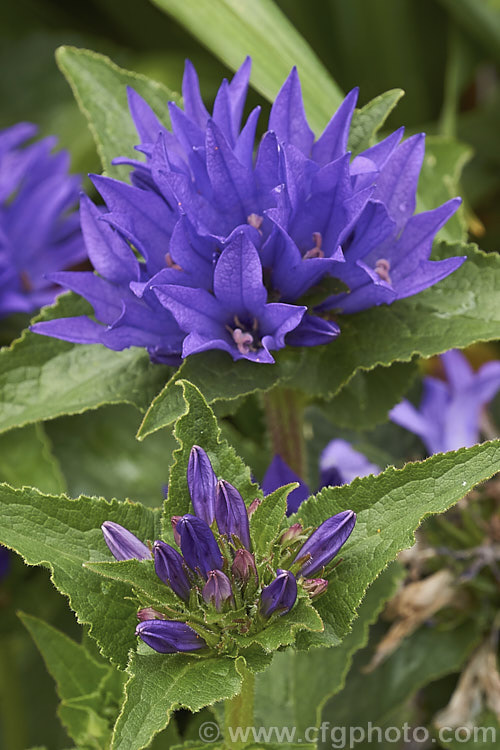 Clustered Bellflower (<i>Campanula glomerata</i>), a spring- and early summer-flowering perennial found from Europe to temperate Asia. Order: Asterales, Family: Campanulaceae