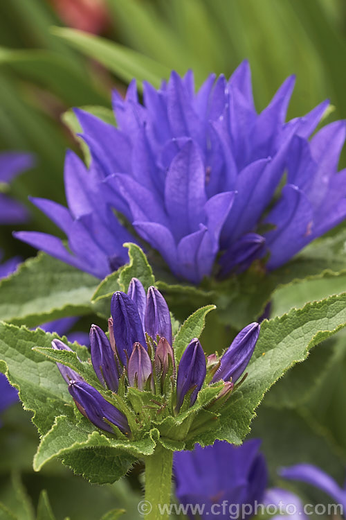 Clustered Bellflower (<i>Campanula glomerata</i>), a spring- and early summer-flowering perennial found from Europe to temperate Asia. Order: Asterales, Family: Campanulaceae