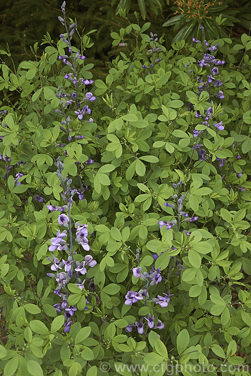 Blue False Indigo (<i>Baptisia australis var. minor [syn. Baptisia minor]), a 15m tall, late spring- to summer-flowering perennial from the eastern United States. Varietas minor grows to around 90cm tall rather than the 15m of Baptisia australis. baptisia-2594htm'>Baptisia.