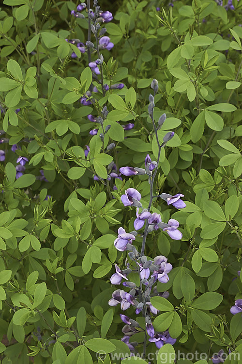 Blue False Indigo (<i>Baptisia australis var. minor [syn. Baptisia minor]), a 15m tall, late spring- to summer-flowering perennial from the eastern United States. Varietas minor grows to around 90cm tall rather than the 15m of Baptisia australis. baptisia-2594htm'>Baptisia.