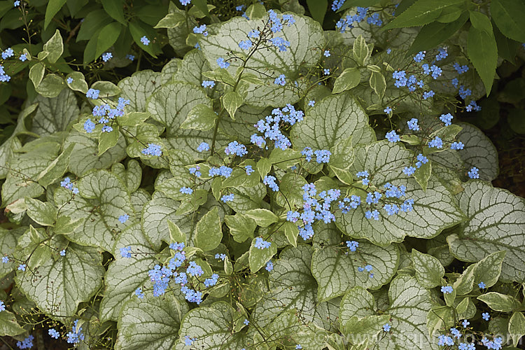 Brunnera macrophylla 'Looking Glass', a strongly silver-grey variegated cultivar of a spring-flowering woodland perennial native to eastern Europe. The small forget-me-not flowers are borne on stems to 50 cm long and the leaves are up to 12 cm long. brunnera-2612htm'>Brunnera.