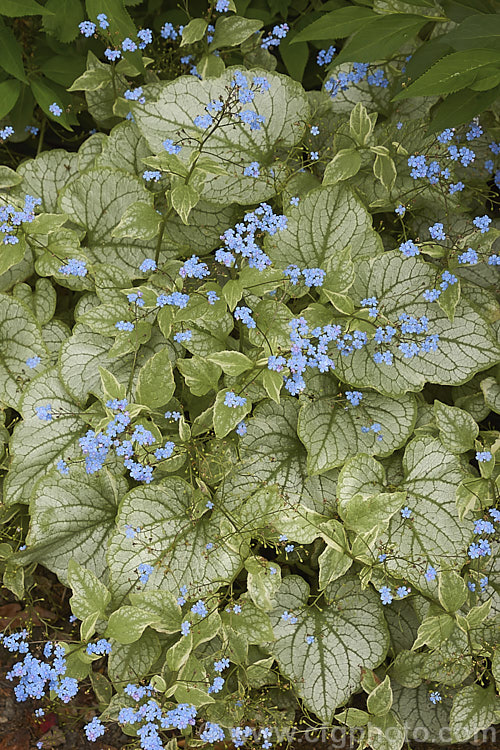 Brunnera macrophylla 'Looking Glass', a strongly silver-grey variegated cultivar of a spring-flowering woodland perennial native to eastern Europe. The small forget-me-not flowers are borne on stems to 50 cm long and the leaves are up to 12 cm long. brunnera-2612htm'>Brunnera.