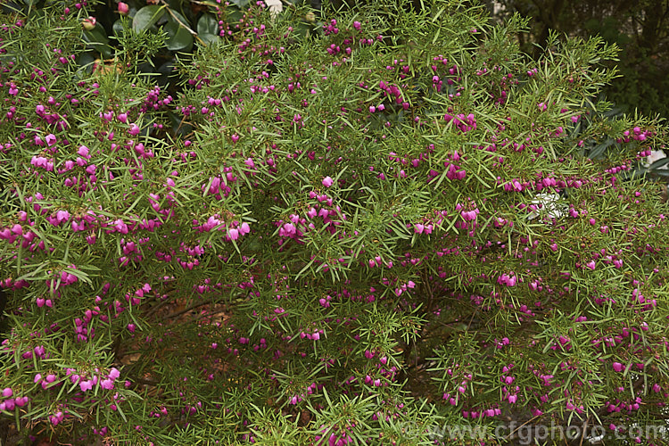 Red Boronia or Kalgan Boronia (<i>Boronia heterophylla</i>), a 12-15m high spring-flowering evergreen shrub found in the far south of Western Australia. The flowers of this species are unscented. Order: Sapindales, Family: Rutaceae