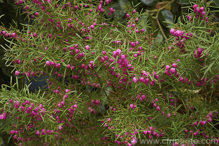 Red Boronia or Kalgan Boronia (<i>Boronia heterophylla</i>), a 12-15m high spring-flowering evergreen shrub found in the far south of Western Australia. The flowers of this species are unscented. Order: Sapindales, Family: Rutaceae