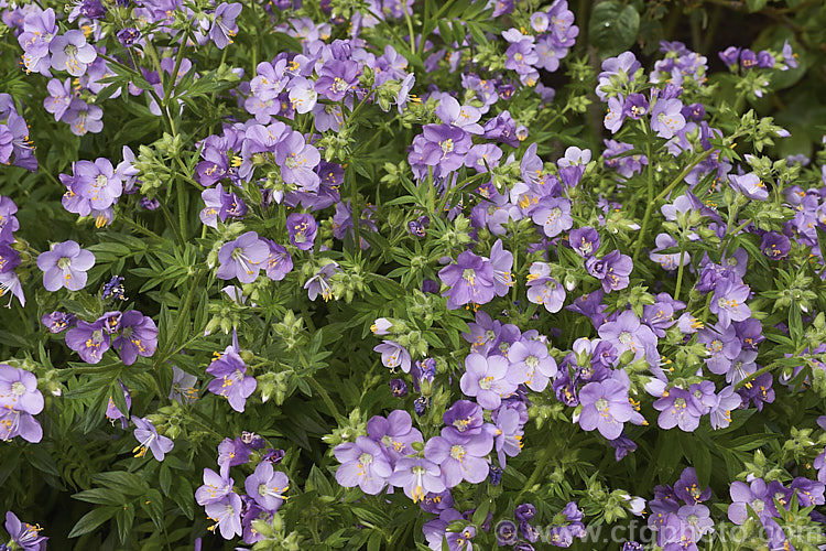 Polemonium 'Hannah. Billcliffe', a mauve-flowered cultivar that is taller and bushier than most. Jacob's Ladders. It grows to around 1m high and wide. Order: Ericales, Family: Polemoniaceae