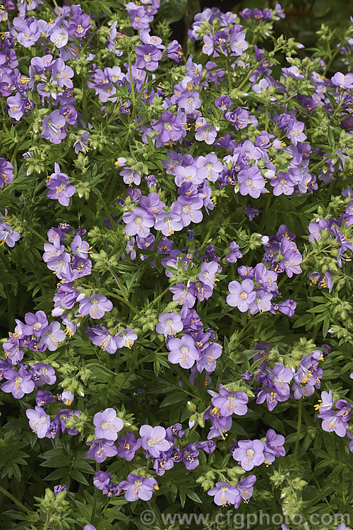 Polemonium 'Hannah. Billcliffe', a mauve-flowered cultivar that is taller and bushier than most. Jacob's Ladders. It grows to around 1m high and wide. Order: Ericales, Family: Polemoniaceae