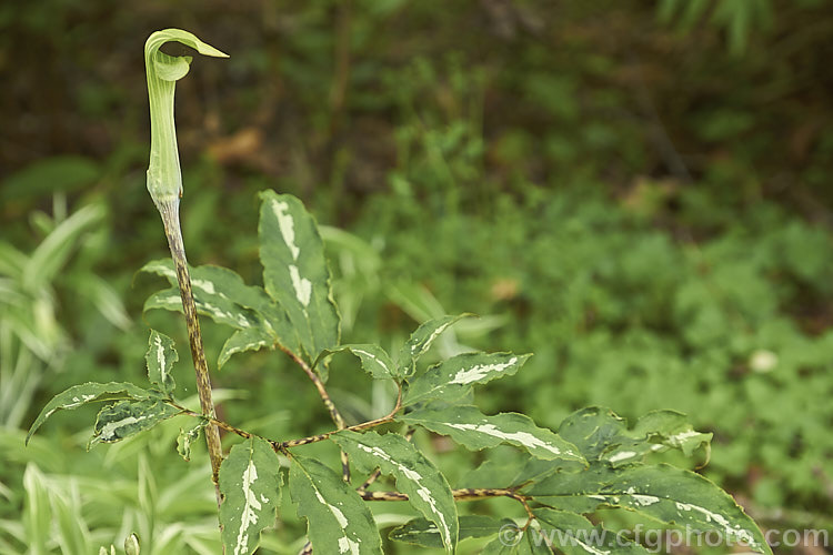 Japanese Cobra Lily (<i>Arisaema serratum</i>), a spring-flowering bulb that has flower stems that can be anywhere from 50-150cm tall. The spathes range in colour from pale green to deep maroon, often with white stripes. It occur naturally in Japan and neighbouring parts of Korea and China. Its two leaves are made up of 7-20 leaflets which may be plain green or variegated, as shown here. Order: Alismatales, Family: Araceae