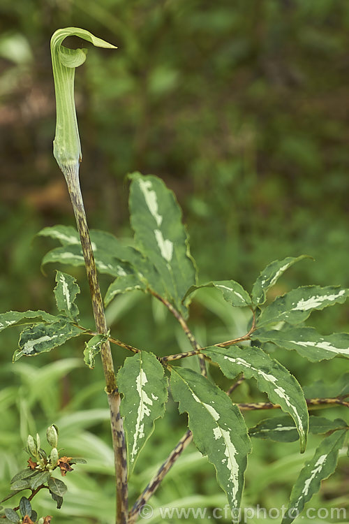 Japanese Cobra Lily (<i>Arisaema serratum</i>), a spring-flowering bulb that has flower stems that can be anywhere from 50-150cm tall. The spathes range in colour from pale green to deep maroon, often with white stripes. It occur naturally in Japan and neighbouring parts of Korea and China. Its two leaves are made up of 7-20 leaflets which may be plain green or variegated, as shown here. Order: Alismatales, Family: Araceae