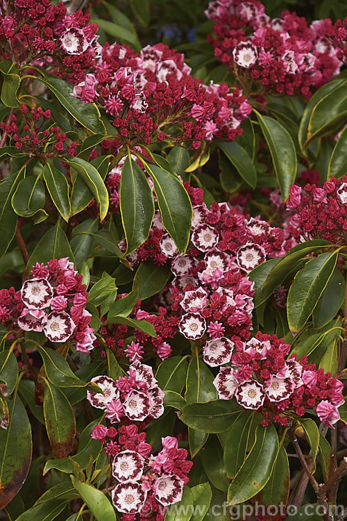 Kalmia latifolia 'Yankee. Doodle', a compact cultivar of the Calico. Bush or Mountain Laurel, a very hardy, spring-flowering, evergreen shrub native to eastern North America. It was raised by Adam. Wheeler of the United States and its flowers have a distinctive purple-red band inside a pale border, opening from pink buds. kalmia-2456htm'>Kalmia. Order: Ericales, Family: Ericaceae